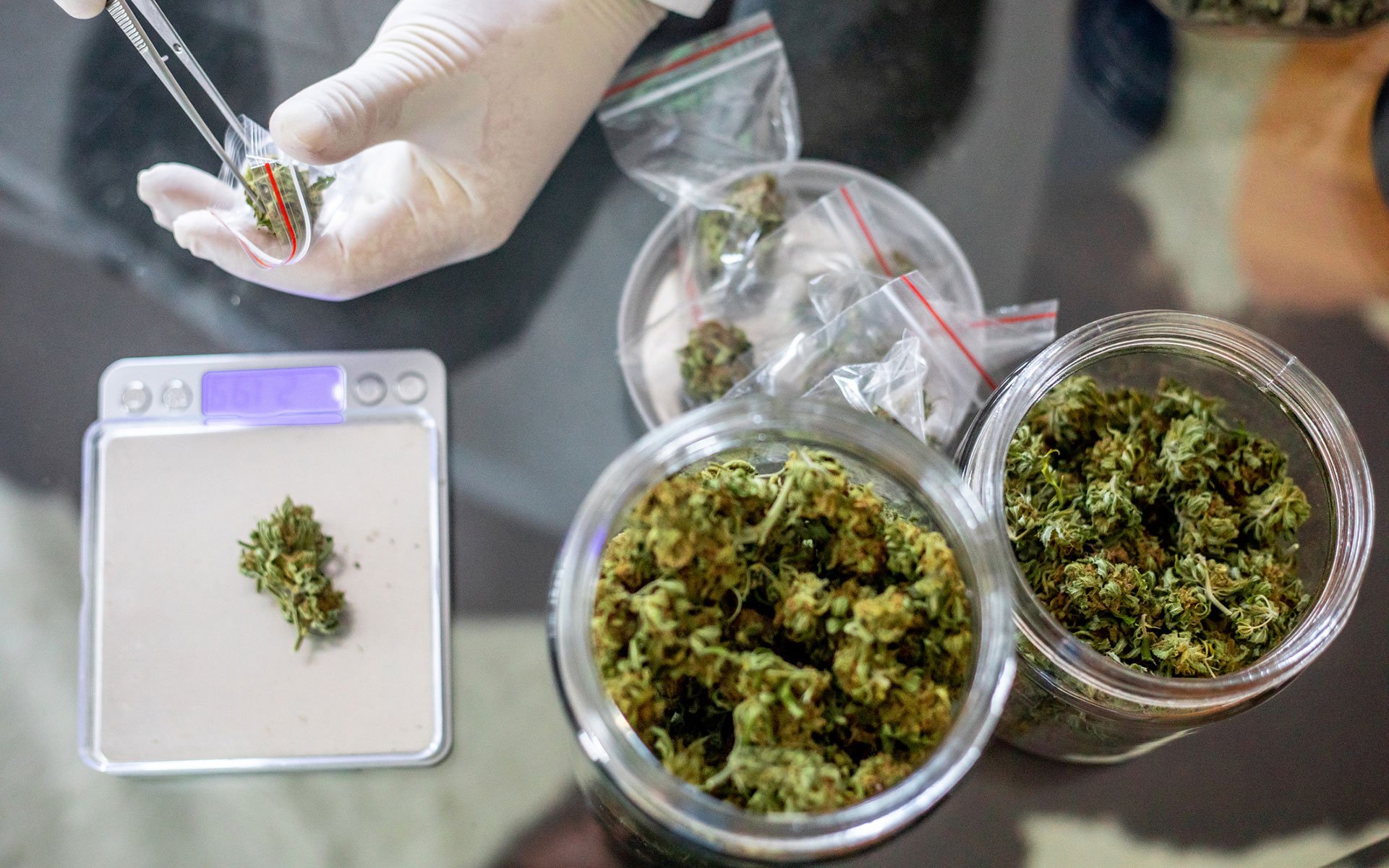 High CBD Strains with Gentle Support